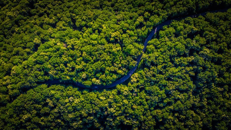 sustainable forestry.jpg