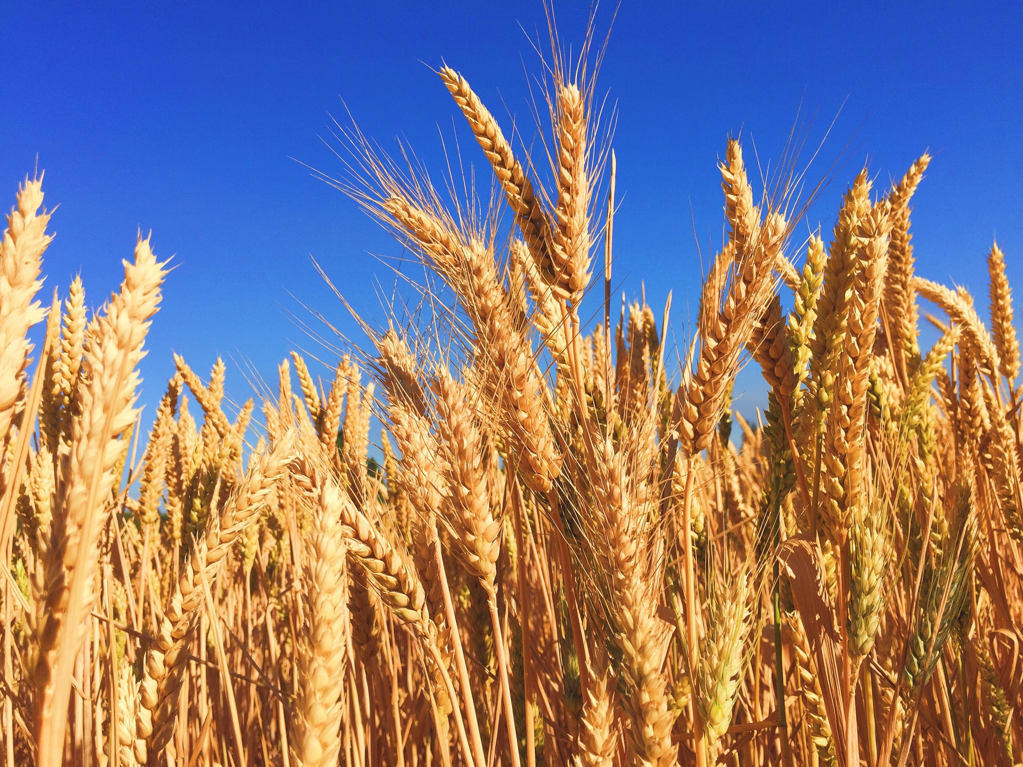 wheat field blue sky.jpg