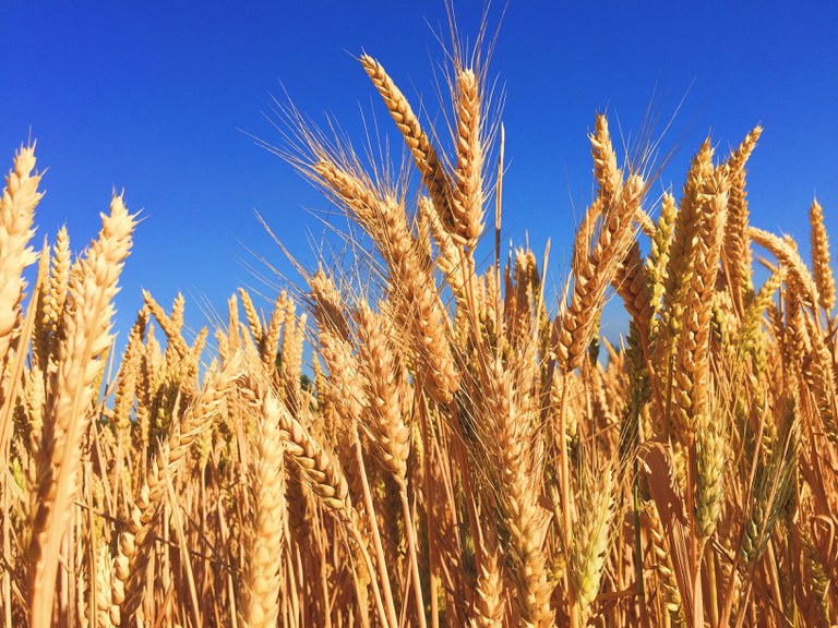 wheat field blue sky.jpg